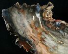 Uniquely Shaped Petrified Wood Slab - #6268-1